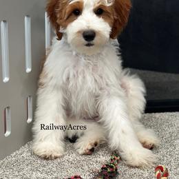 George-Petite - Parti male Goldendoodle puppy in Milford, Indiana from Railway Acres Kennel