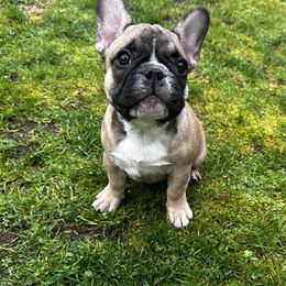 French Bulldog Puppies from Frog Faced Frenchies