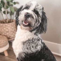 Bailey - Bernedoodle