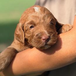 Rose - Caramel red female Australian Labradoodle puppy in Waco, Texas from RainPuddle's Labradoodles