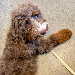 Molly - Bernedoodle