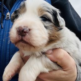 Gucci - Blue merle female Australian Shepherd puppy in Ashland, Ohio from SS Australian Shepherds