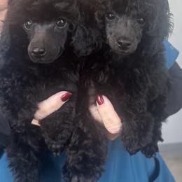 Poodle All Grown Up from Royal Kedsmore Toy Poodles