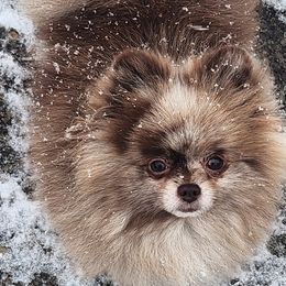 Pomeranians from HERRPOMS