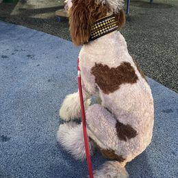 Goldendoodle and Poodle All Grown Up from Bridge City Doodles