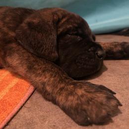 Sarge, Boy 2 - Cane Corso puppy from K9 Guardian Cane Corso