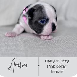Amber - Blue female Boston Terrier puppy in West Jefferson, Ohio from Kline Kennels