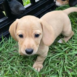 AKC Buckwheat - Red male Dachshund puppy in Onalaska, Texas from Weenies on the Lake