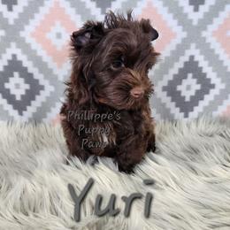 Yuri - Liver male Yorkshire Terrier puppy in Adair, Oklahoma from Phillippe's Puppy Paws