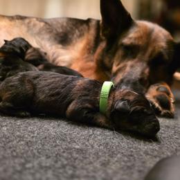 Green collar (Muffin) - Sable male German Shepherd puppy in Hermitage, Pennsylvania from Shepherds of the Hundred Acres