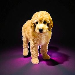 Arya Stark - Red  female Goldendoodle puppy in Bells, Texas from Partridge Doodles and Poodles