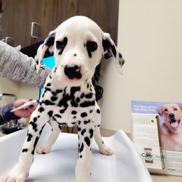Dalmatian Puppies from CCX River City Dalmations