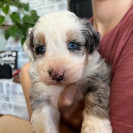 Bruno - Blue merle male Aussiedoodle puppy in Omro, Wisconsin from Crystal Ridge Doodles