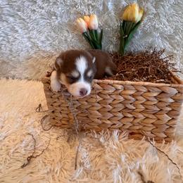 Girl 3 - Chocolate female Pomsky puppy in Bucyrus, Missouri from Hill Top Pomskies