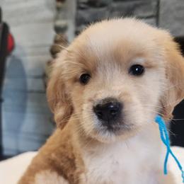 Teal boy golden Retriever - Golden male Golden Retriever puppy in Howell, Michigan from Robbin's Treasures