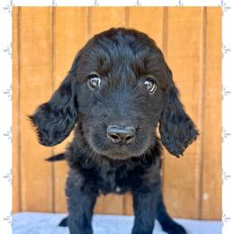 Violet - Black female Goldendoodle puppy in Caddo Mills, Texas from Fire Wife Doodles