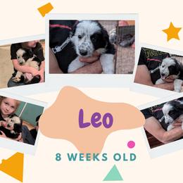 Australian Shepherd and Great Dane Puppies from AEW Farm