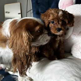 Cavalier King Charles Spaniel and Cavapoo Puppies from Cavapoo Puppy Parade