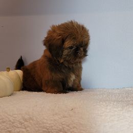 Ziggy - Chocolate male Shih Tzu puppy in Cartersville, Georgia from 100 Acre Woods Shih Tzu Plantation