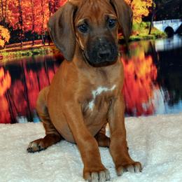 Female 8.5 weeks Chip6254 - Red wheaten female Rhodesian Ridgeback puppy in Bronson, Florida from Chioke Rhodesians