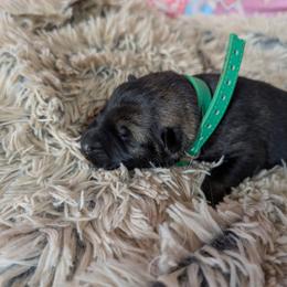 Green - Sable male German Shepherd puppy in Motley, Minnesota from Von Thomson Haus