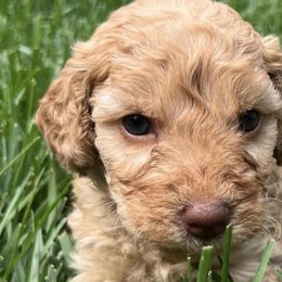 Goldendoodles from Goldendoodles of Oz