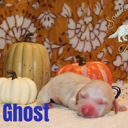 Ghost - Cream male Dachshund puppy in Franklinton, Louisiana from Southern Grace Doxies