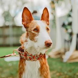 Ruix - Ibizan Hound