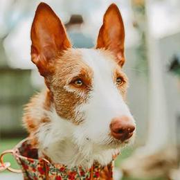 Ruix - Ibizan Hound