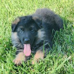 Zorro - Black and red male German Shepherd puppy in Whitewater, California from Vom Haus Metzler Shepherds