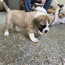 American Bulldog Puppies from Genesis American Bulldogs
