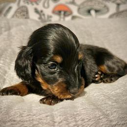 Pink - Black and tan female Dachshund puppy in North Port, Florida from Jessica Louise Dachshunds