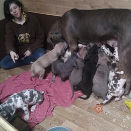 Great Dane Puppies from Monarch Danes