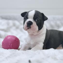 Girl 1 - female Boston Terrier puppy in Edgewater, Florida from Bluewater Bostons