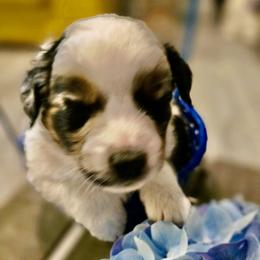 Blarney - Blue merle male Miniature Australian Shepherd puppy in Nashville, Tennessee from Little B’s Aussies