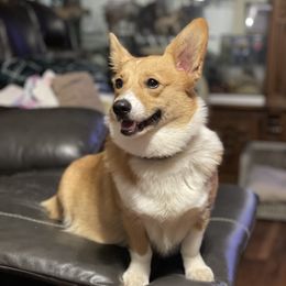 Athena - Pembroke Welsh Corgi