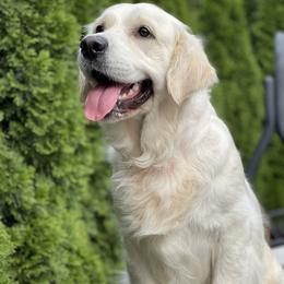 Rosie - Golden Retriever