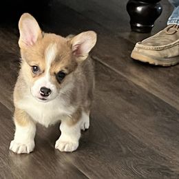 Pembroke Welsh Corgi Puppies from CB Corgis