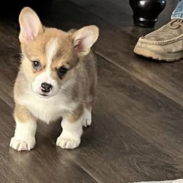 Pembroke Welsh Corgi Puppies from CB Corgis