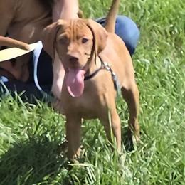 Brock - Golden rust male Vizsla puppy in Turtle Lake, Wisconsin from Laurie's Vizslas