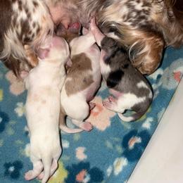 Dachshund puppies from Over The Moon Minis