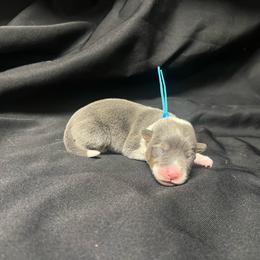 Boy 2 - Blue male Pembroke Welsh Corgi puppy in Ocala, Florida from Dolan Farms Corgis