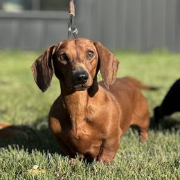 Caleb - Dachshund