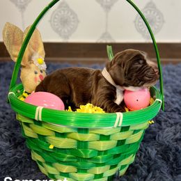 English Cocker Spaniel Puppies from MD Dogs Inc