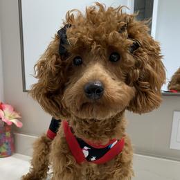 Lily - Poodle