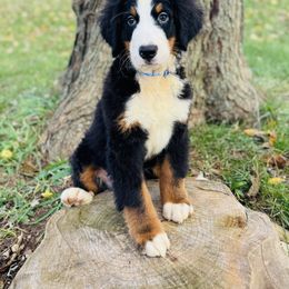 Jack - Black rust and white male Bernese Mountain Dog puppy in Greenwood, Delaware from A&A Greenwood Puppies
