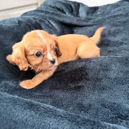 Spirit - Black and tan male Cavalier King Charles Spaniel puppy in Rockville, Maryland from Skais the Limit