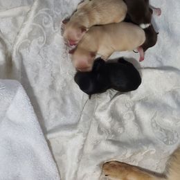 Pomeranian Puppies from Merri's Pom's