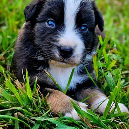 Patriot - Black tri-color male Australian Shepherd puppy in Silex, Missouri from Small Town Australian Shepherds