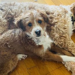 Aussiedoodles and Miniature Australian Shepherds from Double E Doodles